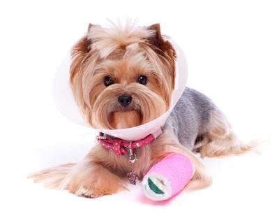 Should You Buy Pet Health Insurance? image